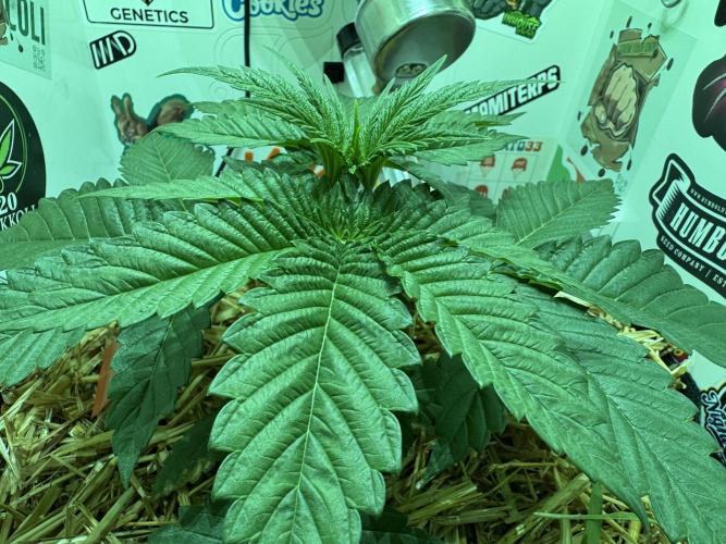 Cap Junky - 12/12 from seed (almost). Week 4