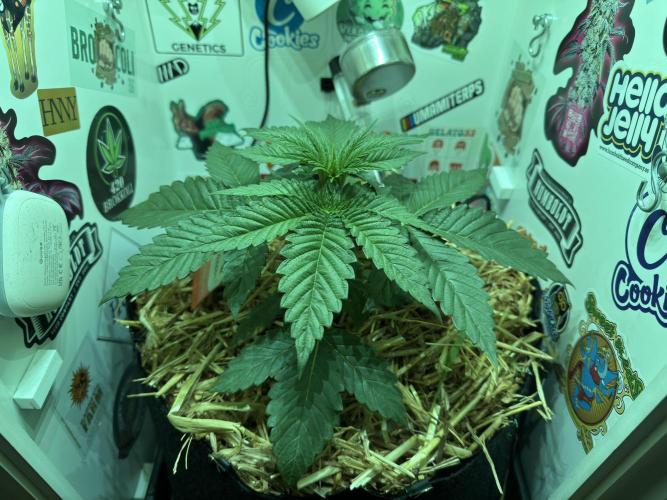 Cap Junky - 12/12 from seed (almost). Week 4