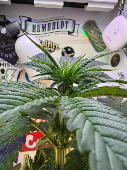 Cap Junky - 12/12 from seed (almost). Week 5