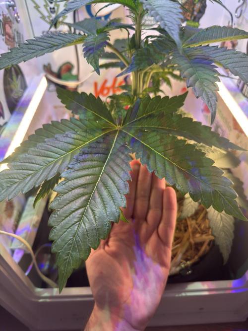 Cap Junky - 12/12 from seed (almost). Week 5