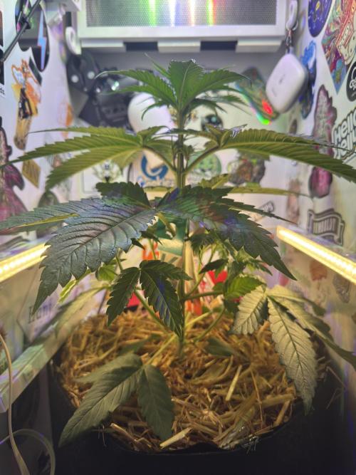 Cap Junky - 12/12 from seed (almost). Week 5