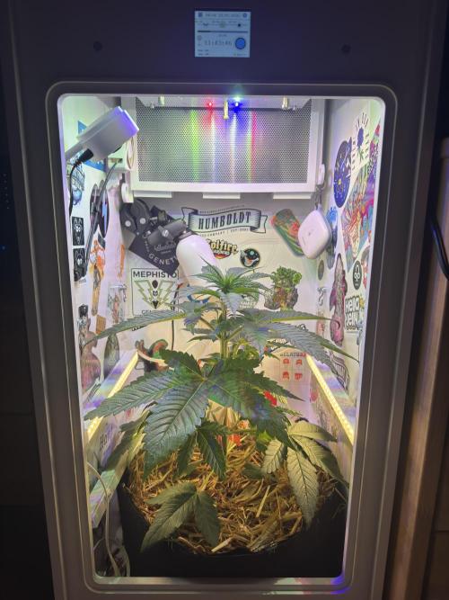 Cap Junky - 12/12 from seed (almost). Week 5