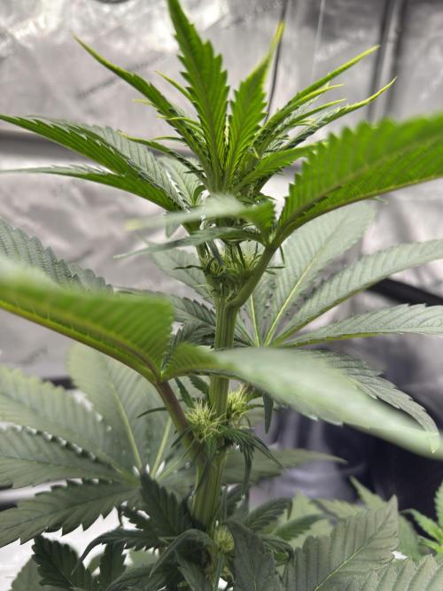 Cap Junky - 12/12 from seed (almost). Week 6