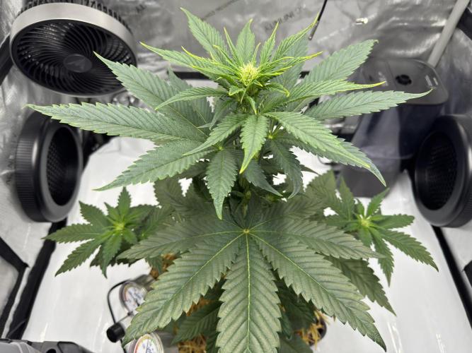 Cap Junky - 12/12 from seed (almost). Week 6