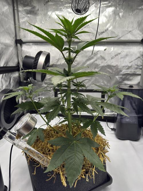 Cap Junky - 12/12 from seed (almost). Week 6