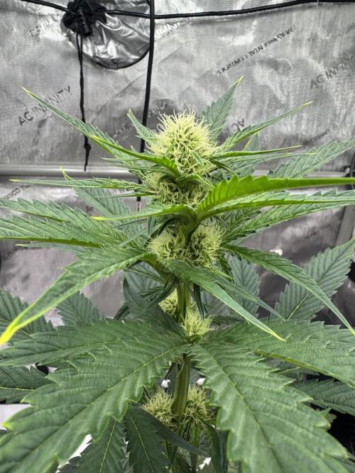 Cap Junky - 12/12 from seed (almost). Week 7