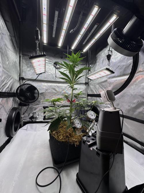 Cap Junky - 12/12 from seed (almost). Week 7