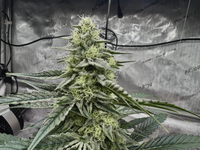 Cap Junky - non-topped. Week 9