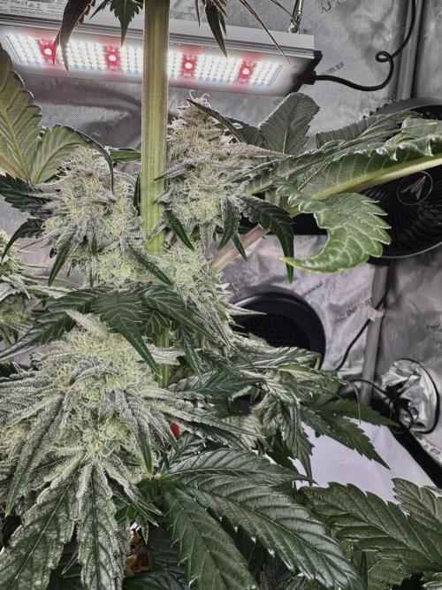 Cap Junky - non-topped. Week 9
