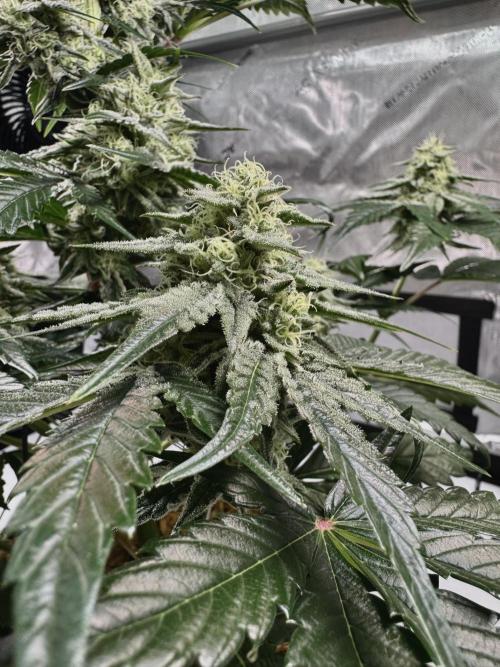 Cap Junky - non-topped. Week 9