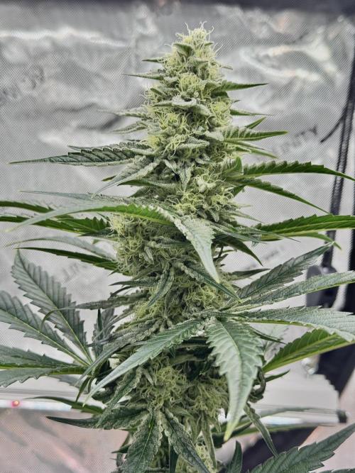Cap Junky - non-topped. Week 9