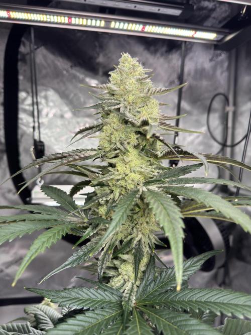 Cap Junky - non-topped. Week 10