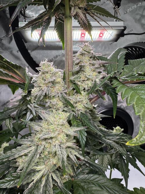 Cap Junky - non-topped. Week 10