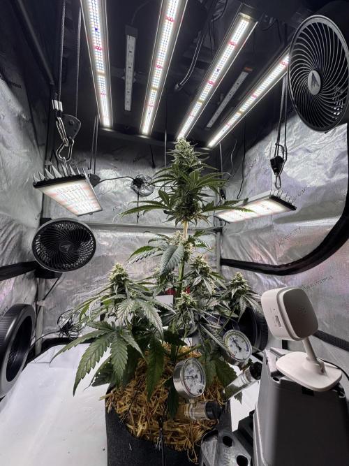 Cap Junky - non-topped. Week 10