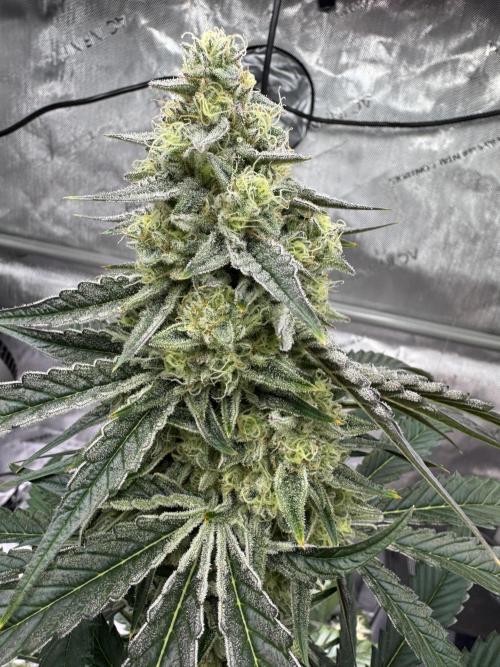 Cap Junky - non-topped. Week 10
