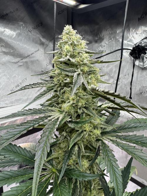 Cap Junky - non-topped. Week 10