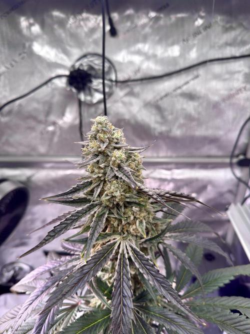 Cap Junky - non-topped. Week 11