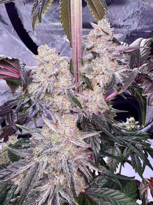 Cap Junky - non-topped. Week 11