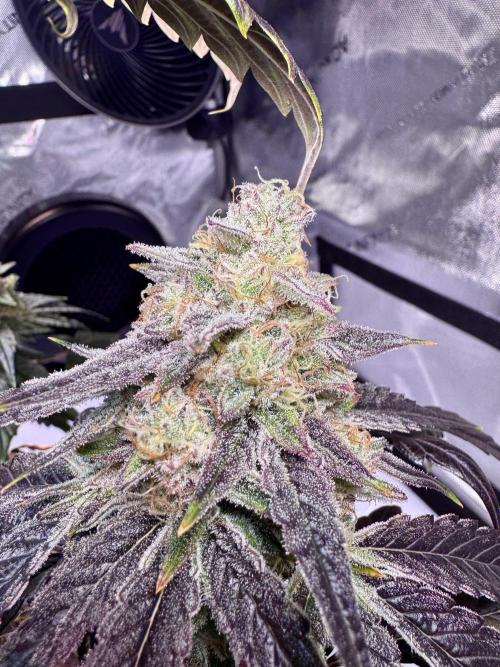 Cap Junky - non-topped. Week 11