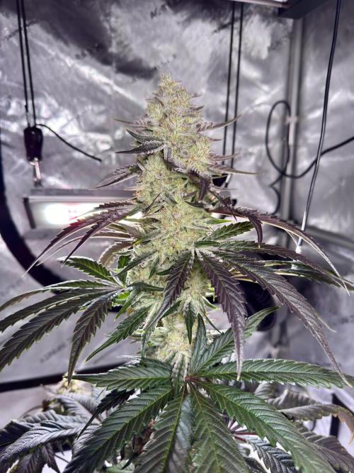 Cap Junky - non-topped. Week 11