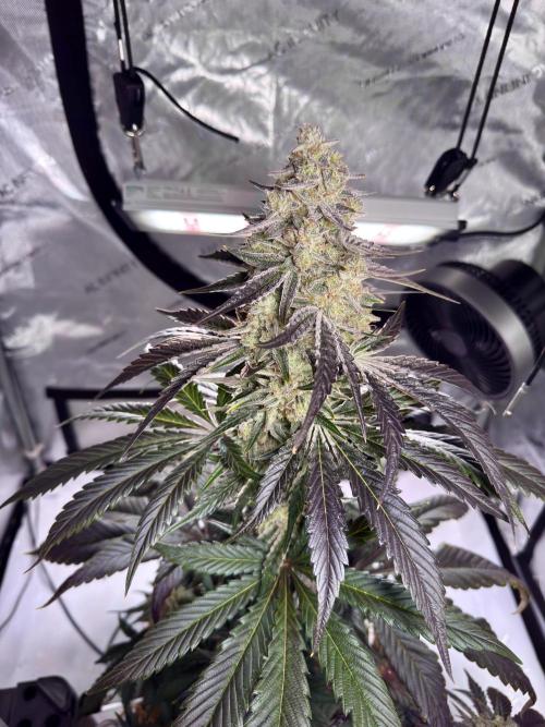 Cap Junky - non-topped. Week 11
