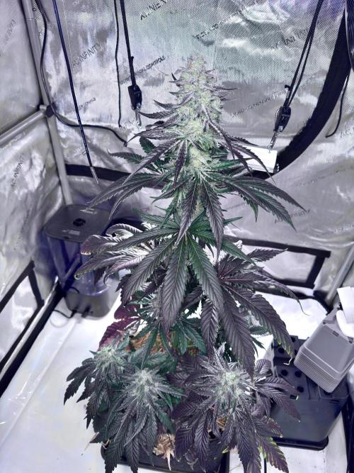Cap Junky - non-topped. Week 11