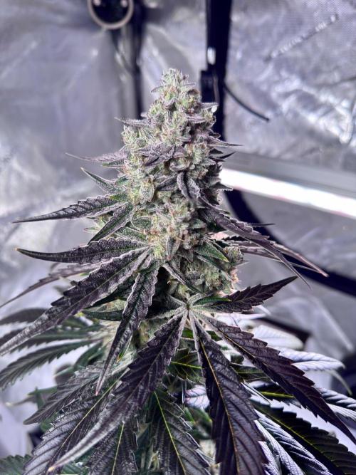 Cap Junky - non-topped. Week 11