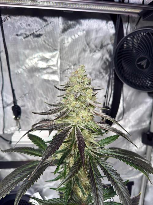 Cap Junky - non-topped. Week 11