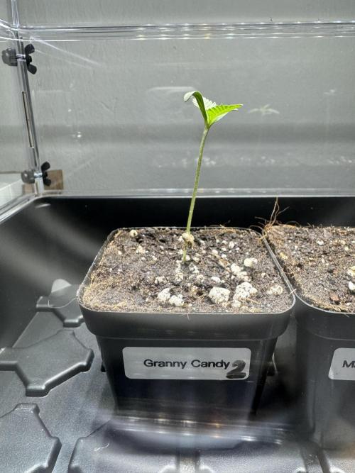 Granny Candy - Fasciation. Week 1