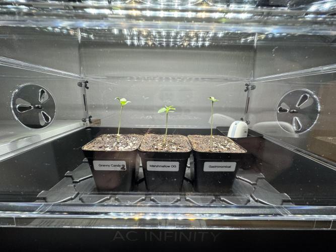 Granny Candy - Fasciation. Week 1