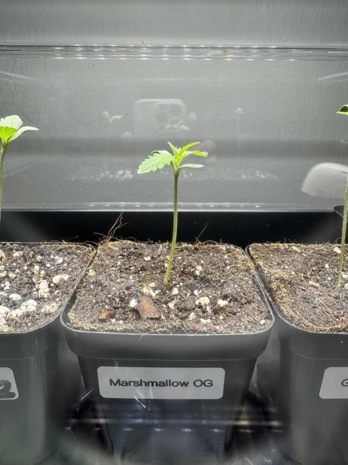 Marshmallow OG - Spring Grow. Week 1
