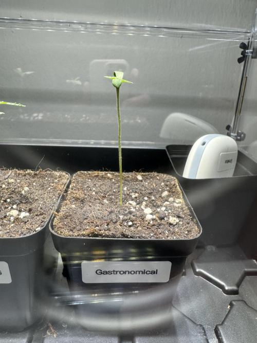 Gastronomical -  Bonsai MiniGrow. Week 1