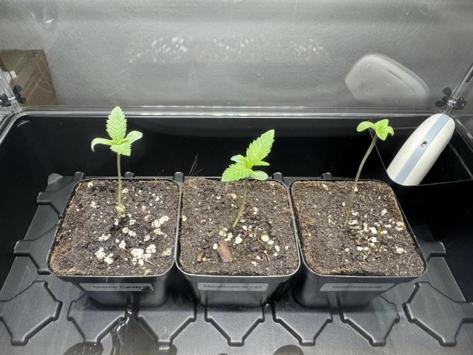 Gastronomical -  Bonsai MiniGrow. Week 1