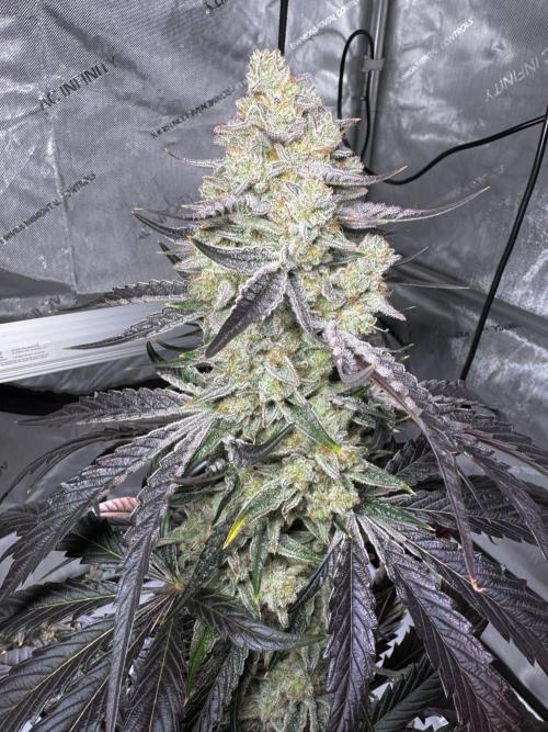 Cap Junky - non-topped. Week 12