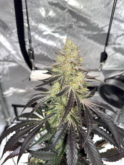 Cap Junky - non-topped. Week 12