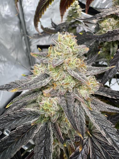 Cap Junky - non-topped. Week 12