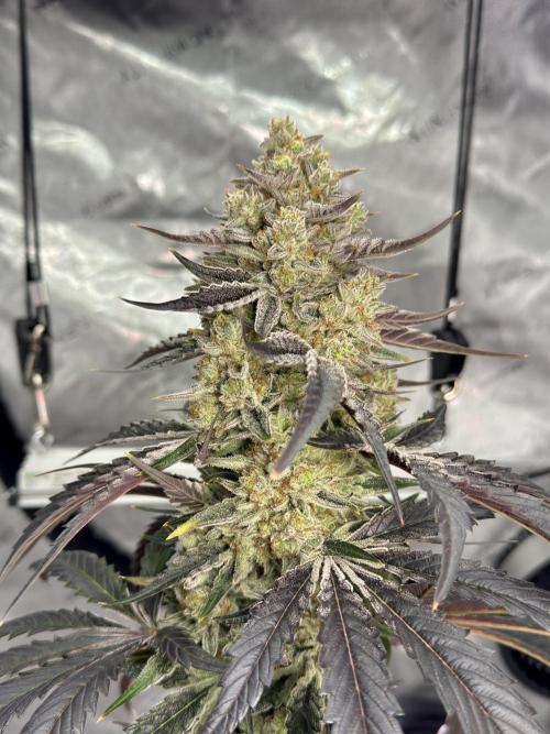 Cap Junky - non-topped. Week 12