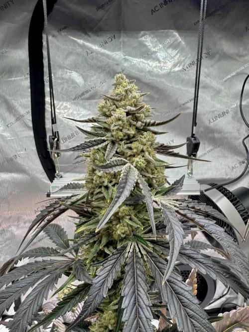 Cap Junky - non-topped. Week 12