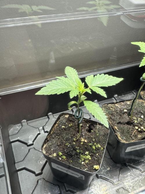 Granny Candy - Fasciation. Week 2