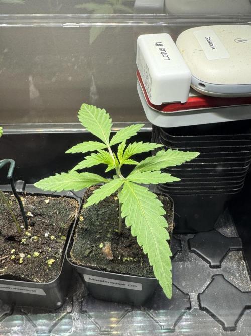 Marshmallow OG - Spring Grow. Week 2