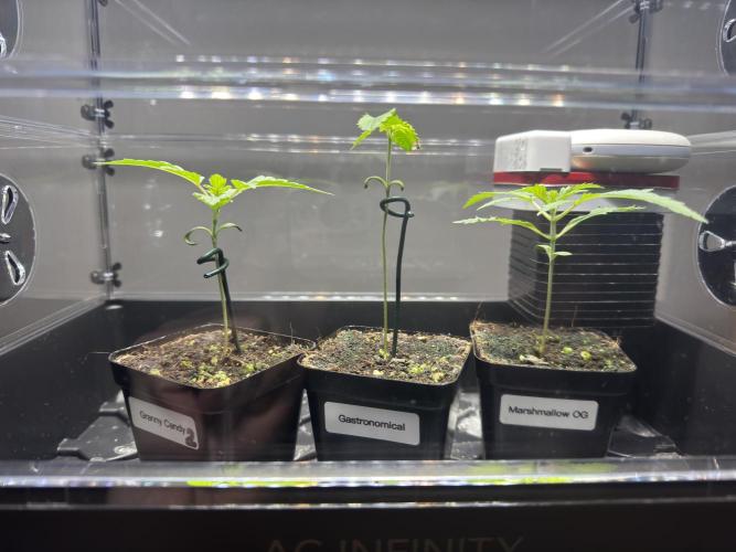 Marshmallow OG - Spring Grow. Week 2