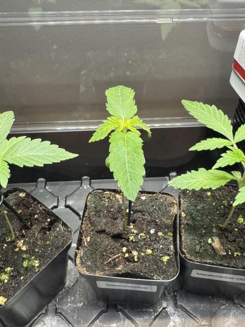 Gastronomical -  Bonsai MiniGrow. Week 2