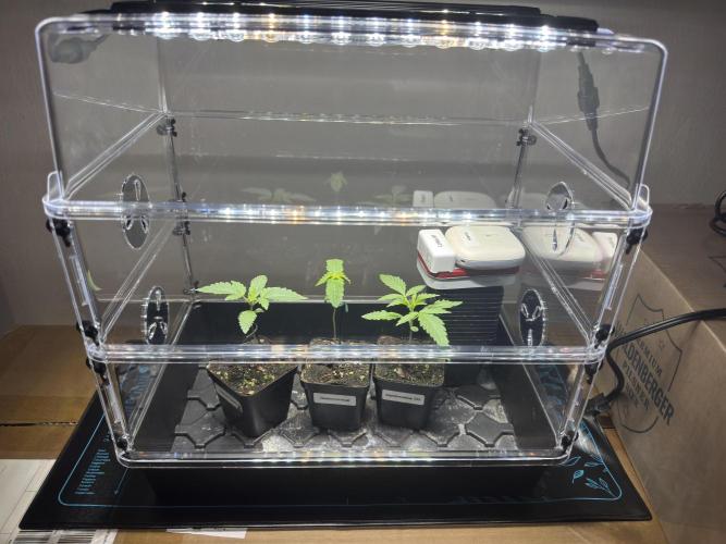 Gastronomical -  Bonsai MiniGrow. Week 2