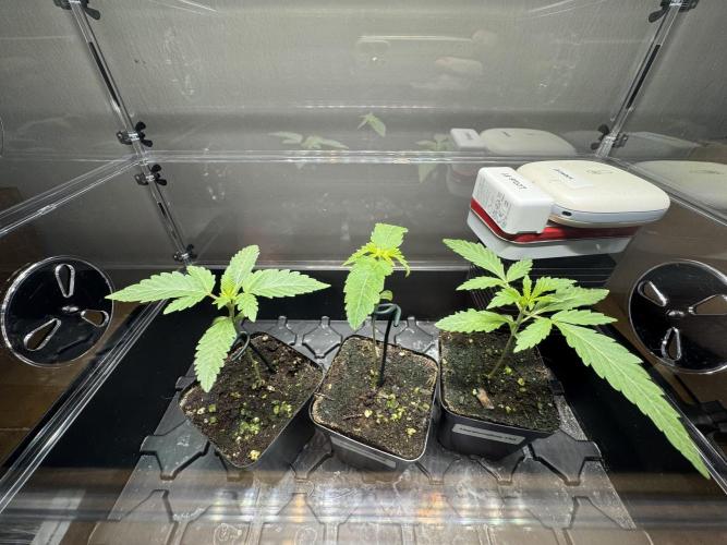 Gastronomical -  Bonsai MiniGrow. Week 2