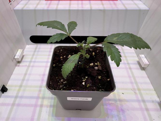 Granny Candy. Week 3