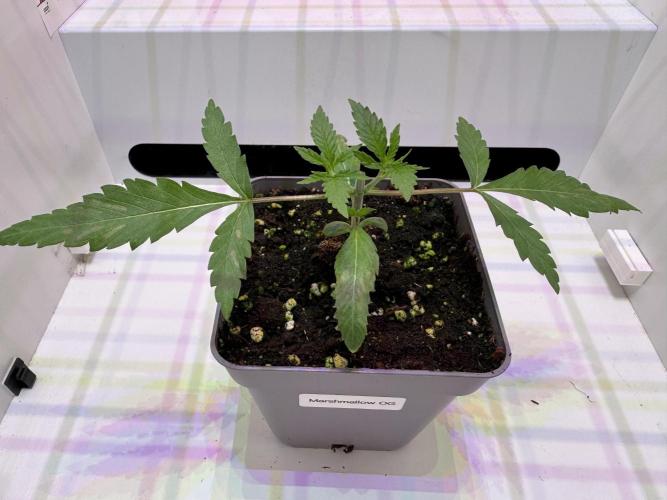 Marshmallow OG. Week 3