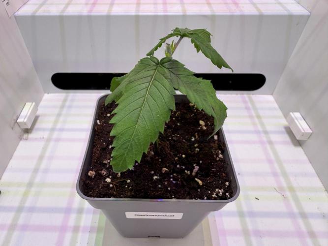 Gastronomical -  Bonsai MiniGrow. Week 3