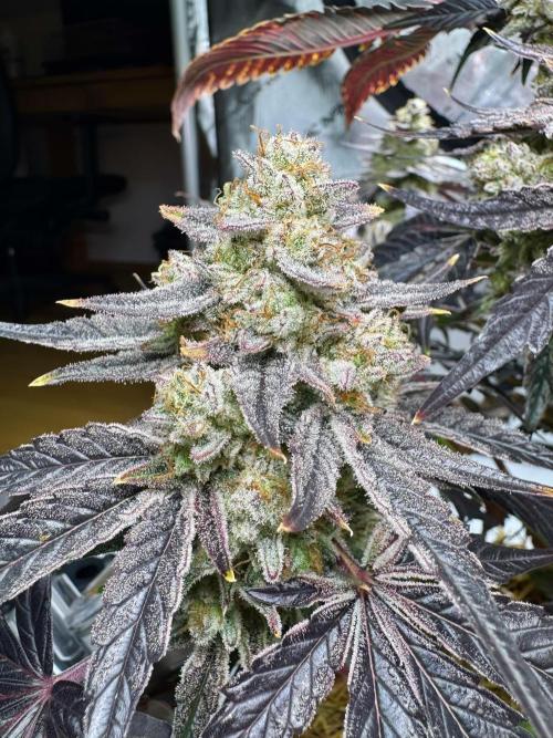 Cap Junky - non-topped. Week 13