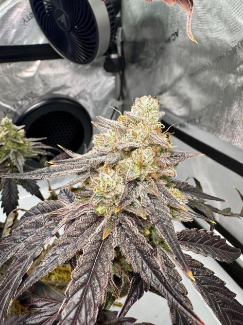 Cap Junky - non-topped. Week 13