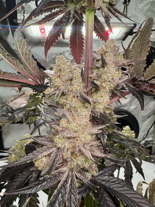 Cap Junky - non-topped. Week 13